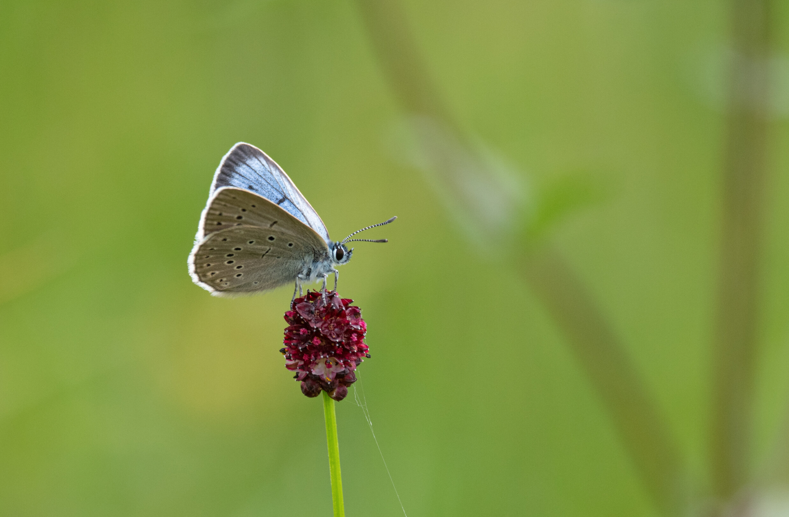 Tages-Exkursion: Schmetterlinge im Moor